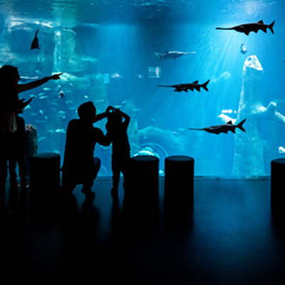 AQUATIS Aquarium Experience